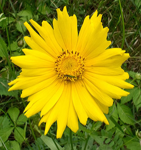 flower